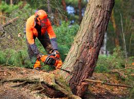  Ocklawaha, FL Tree Services Pros