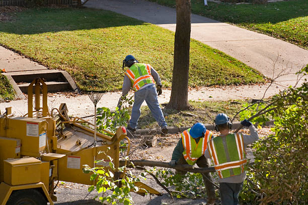 How Our Tree Care Process Works  in  Ocklawaha, FL